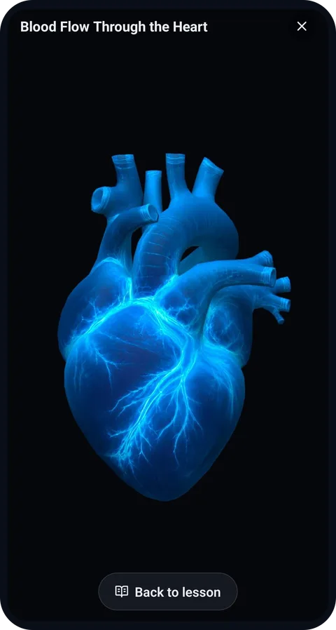Interactive 3D heart model in the Learning Lab