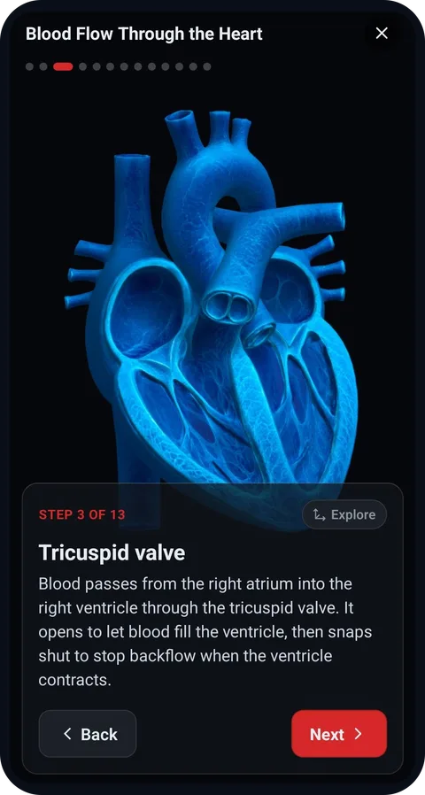 Learning Lab 3D lesson on blood flow through the heart, step 3 of 13: the tricuspid valve